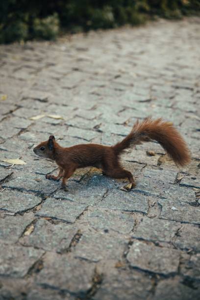 istock Vertical closeup of a squirrel on grass 1432508916