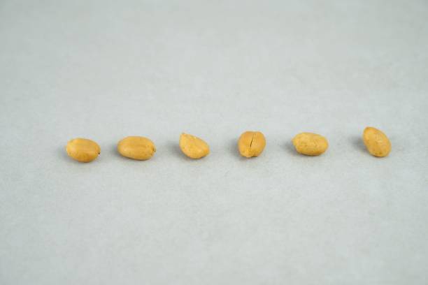 istock Line made of peanuts isolated on grey background 1432509021