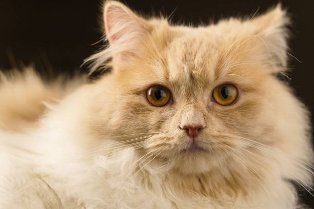 istock White furry cat isolated on a black background 1432509058
