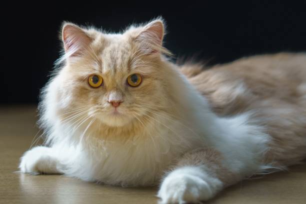 istock White furry cat isolated on a black background 1432509080