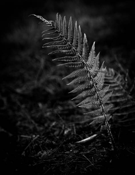 istock Vertical grayscale of a plant leaf 1432509218