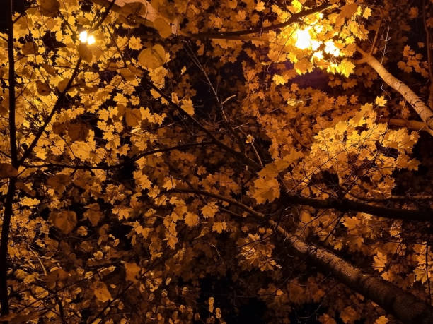 outono de ouro. folhas de bordo amarelas no fundo do céu noturno, iluminadas por lâmpadas de rua. protecção do ambiente. foco seletivo. - gold bright brightly lit light - fotografias e filmes do acervo