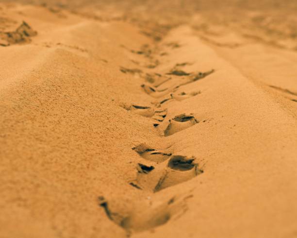 istock Sand in the desert on a hot day 1432509456