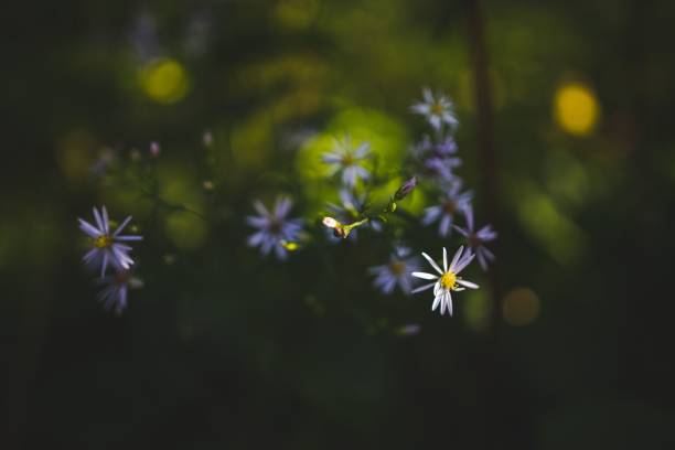 istock Selective focus of American asters with blurred background of bokeh lights 1432509694