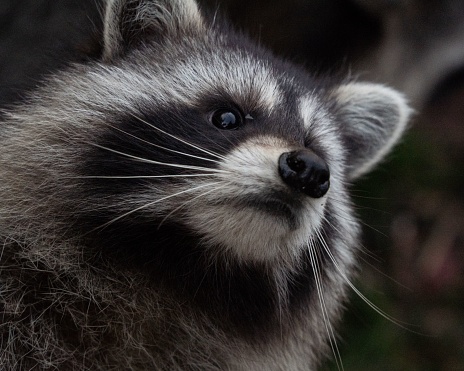 A closeup portrait of a raccoon