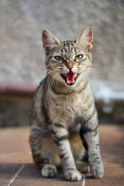 istock Vertical shot of a cat 1432510001