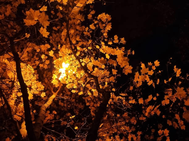 outono de ouro. folhas de bordo amarelas no fundo do céu noturno, iluminadas por lâmpadas de rua. protecção do ambiente. foco seletivo. - gold bright brightly lit light - fotografias e filmes do acervo