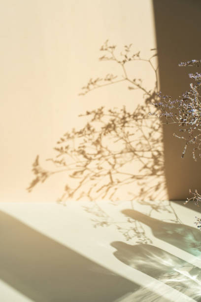 istock Shadow from dry flowers on a beige background. Abstract trendy colored nature concept background. Layout for exhibitions, products, cosmetics, health. 1432510232