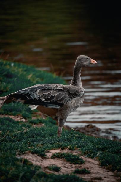 istock Vertical shot of a graylag goose (Anser anser) by a river 1432510269