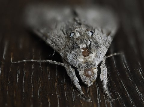 grey moth insect close up macro on wooden floor