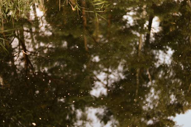 istock Clear lake with the trees reflection on the water 1432510383