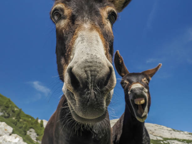 istock funny close up donkey portrait 1432510384
