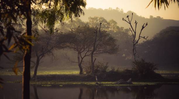 istock Foggy lake with trees and mountains during sunrise 1432510451