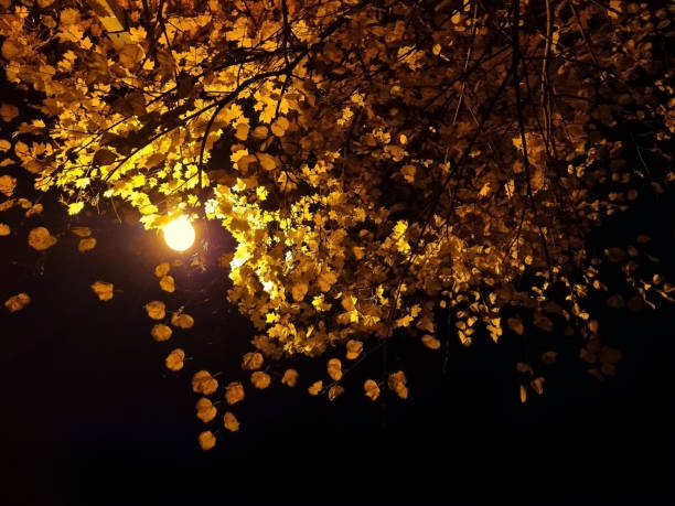 outono de ouro. folhas de bordo amarelas no fundo do céu noturno, iluminadas por lâmpadas de rua. protecção do ambiente. foco seletivo. - gold bright brightly lit light - fotografias e filmes do acervo