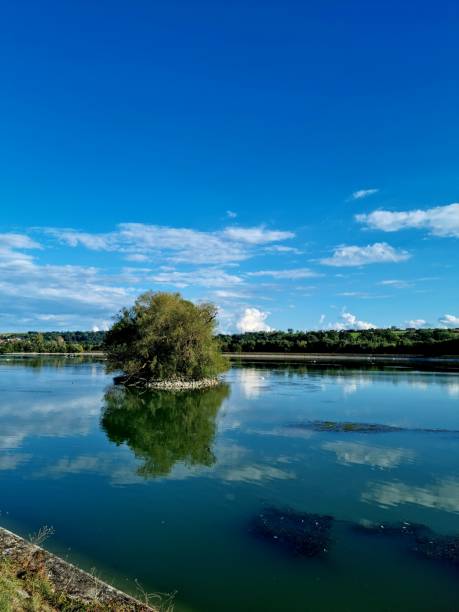 istock Vertical shot of a tree in a lake 1432510826