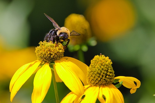 a closeup of a Bumble bee on a yellow flower, Bombus