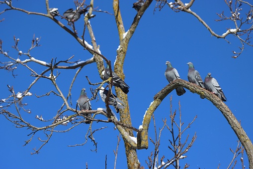 A group of Feral pigeons perching on leafless tree against blue sky