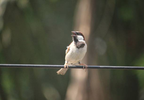 istock Italian sparrow perched on a wire against a blurred background 1432511383