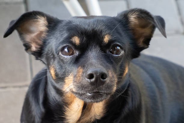 istock A small black dog looks at the camera 1432511385
