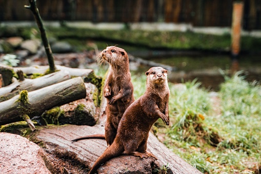 A closeup of cute Otters on a stone in a garden