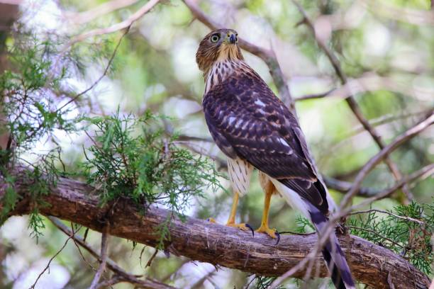 istock Closeup shot of Cooper's hawk bird standing on a tree branch 1432512507