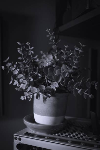 istock Vertical greyscale shot of a potted eucalyptus plant 1432512555