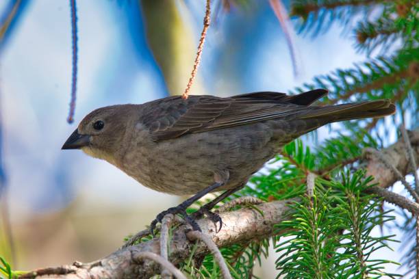 istock Closeup shot of a cute little sparrow bird perched on a pine tree 1432512563