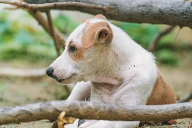 istock Jack Russell Terrier puppy sitting behind a branch on ground 1432512727