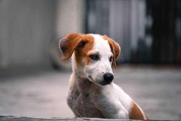 istock Jack Russell Terrier puppy sitting outside 1432512906