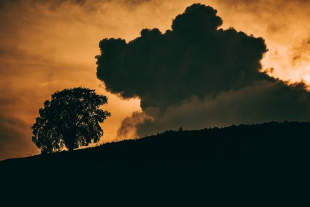 A silhouette of a tree growing on a hill against a cloudy sky at sunset