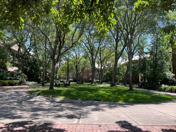 istock Sunny day at the park with tall trees in the middle 1432513357