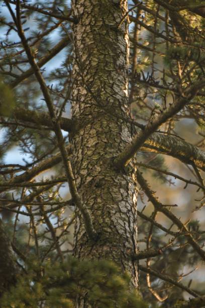 istock Low angle shot of a pine tree with bokeh background 1432513399