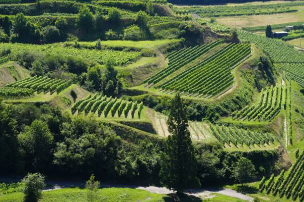 istock Rural landscape of green fields 1432513528