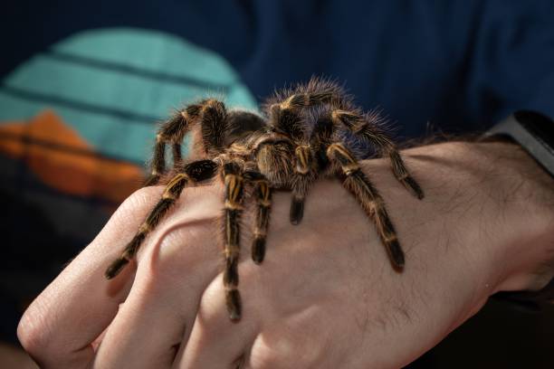 istock Brown tarantula spider on a mans hand 1432513781
