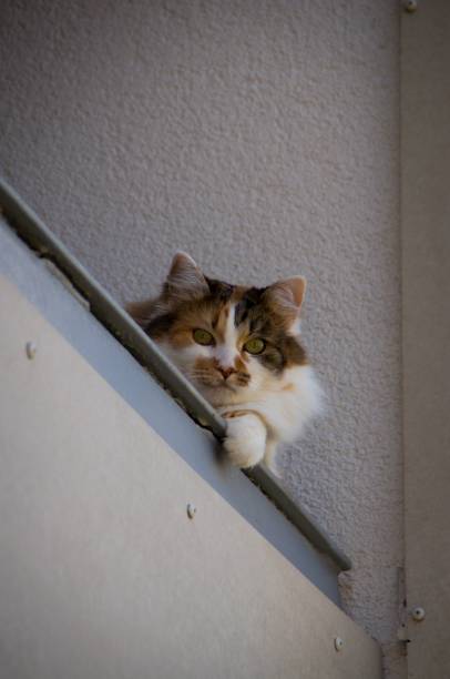 istock Vertical shot of an adorable cat looking down from a balcony 1432514441