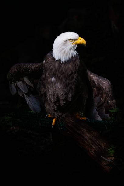 istock Vertical shot of an eagle isolated on a black background 1432514630