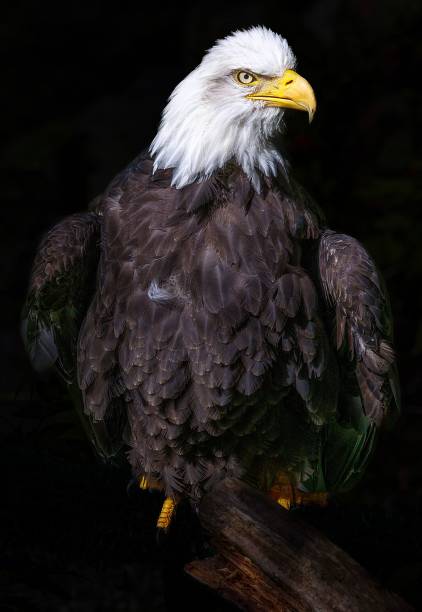 istock Vertical shot of an eagle isolated on a black background 1432514636