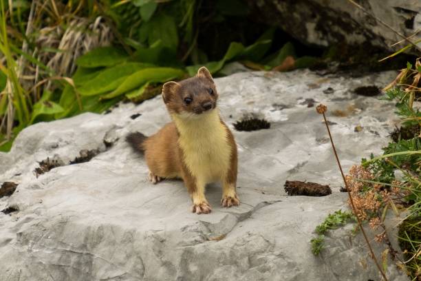 istock Beautiful shot of a long-tailed weasel on a rock 1432514668