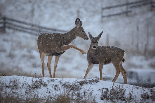Couple of young deers on a snowy meadow