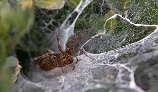 Spider on a web with abstract lines symbolizing network (internet). Dark background.