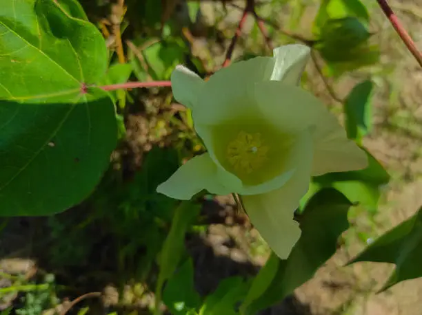 Photo of Beautiful Closeup Shot Of Indian Village Farm  In BT Cotton Flowers Plant