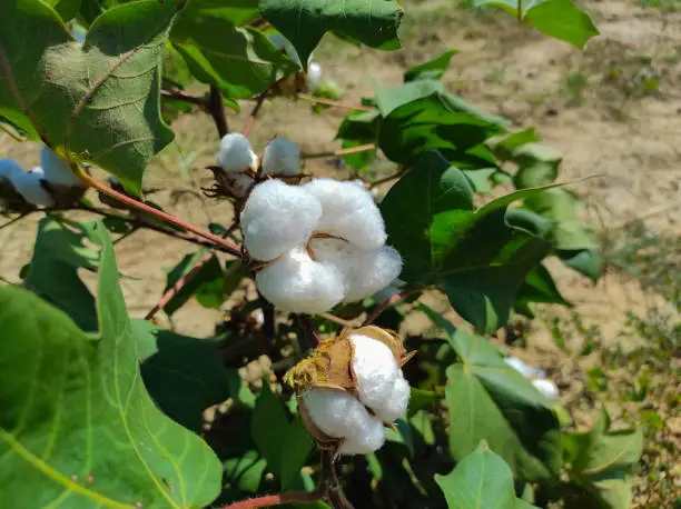 Photo of Beautiful Closeup Shot Of Indian Village Farm  In BT Cotton Flowers Plant