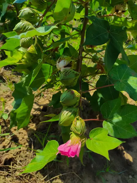 Photo of Beautiful Closeup Shot Of Indian Village Farm  In BT Cotton Flowers Plant