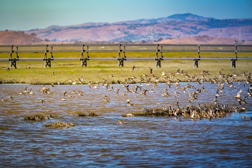 A scenic view of shore birds taking flight at the Baylands Nature Preserve in Palo Alto, California