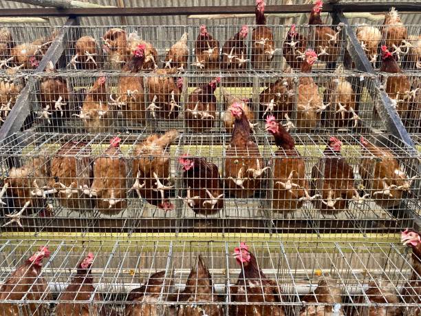 Bottom View, Layer Hen Chickens in Cage Batteries