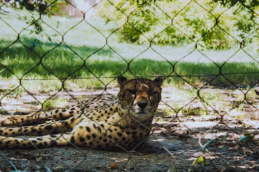 A Southeast African cheetah (Acinonyx jubatus jubatus) resting behind the grid fence in a zoo