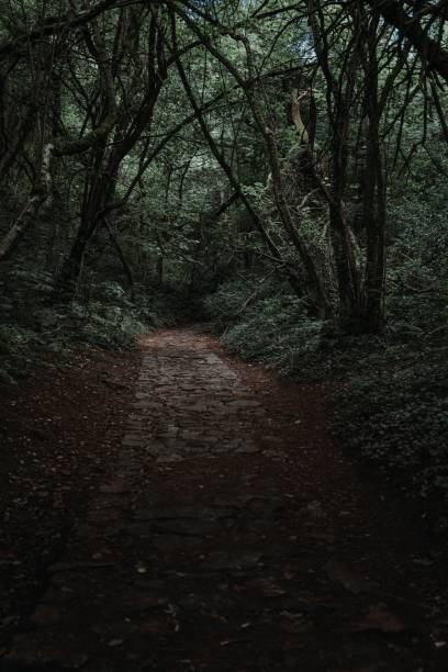 istock Vertical shot of a shady narrow path surrounded by dense trees 1432516132