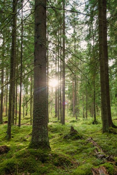 istock Beautiful forest landscape in summer 1432516296