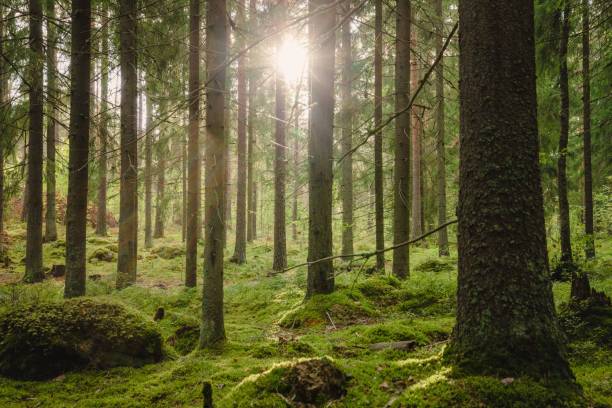 istock Beautiful forest landscape in summer 1432516297