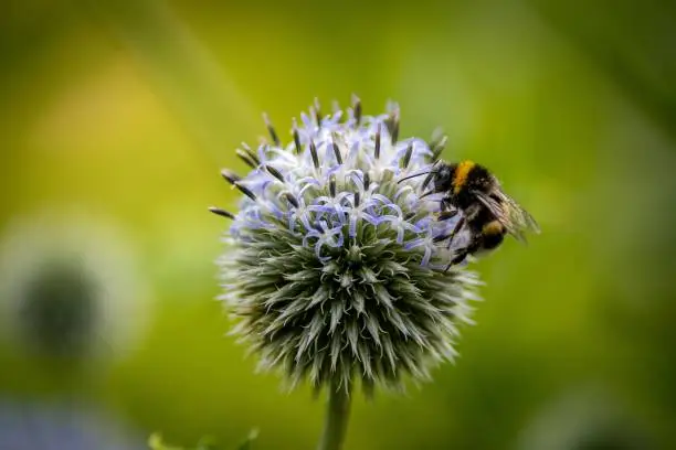 A closeup shot of a small honeybee near blue globe-thistle